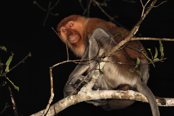 ProboscisMonkey_Sukau_0254 (124)_m.jpg